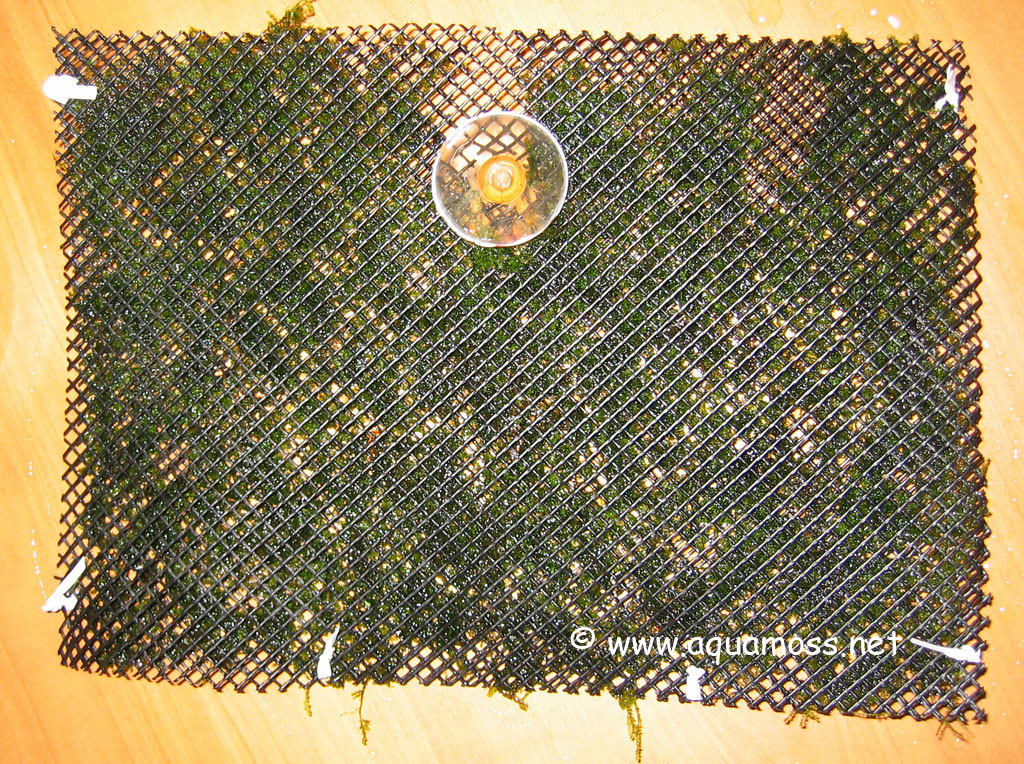 Aquatic Moss. How to Create a Moss Wall. Create backdrop using aquatic